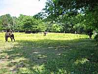 Horses next to CME Gurley Church