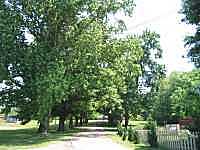 Tree Lines in Gurley Alabama 